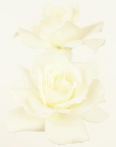 Rosa 'Pascali'
2006
pigment print