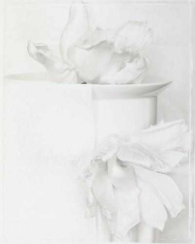 Tulipa, Pink Parrot
sepia-toned gelatin silver print