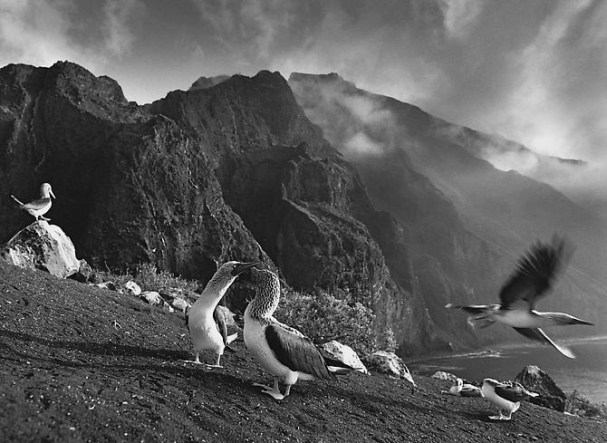 Blue-footed Boobies (Sula nebouxi), Roca Vicente, Isabela Island, the Galapagos
2004
gelatin silver print
