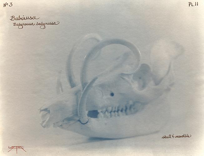 Babirusa2002toned cyanotype with hand coloring