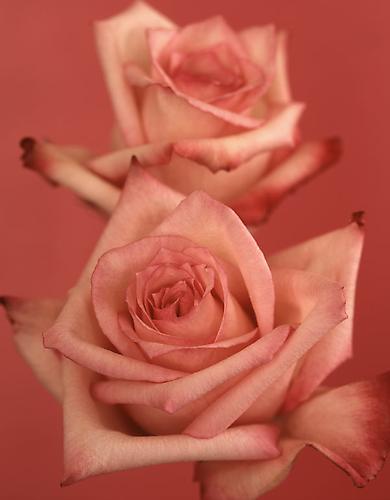 Rosa 'Vogue' II
2007
pigment print