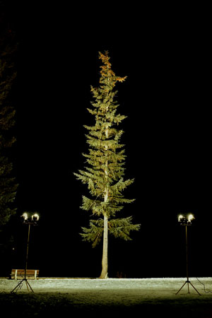 DOUGLAS FIR 3 | C-PRINT | 30 X 40 INCHES | 2002