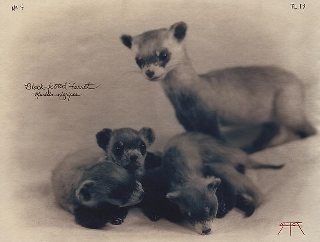 Black-Footed Ferret
2002
toned cyanotype with hand coloring