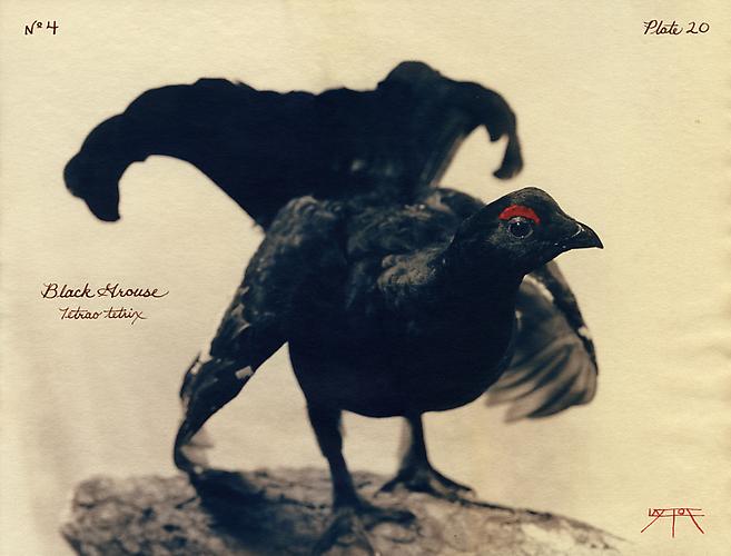 Black Grouse
2002
toned cyanotype with hand coloring