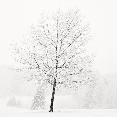 Lone Tree in Snow
2007
gelatin silver print