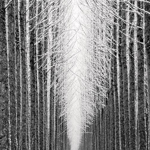 Tree Cathedral
2007