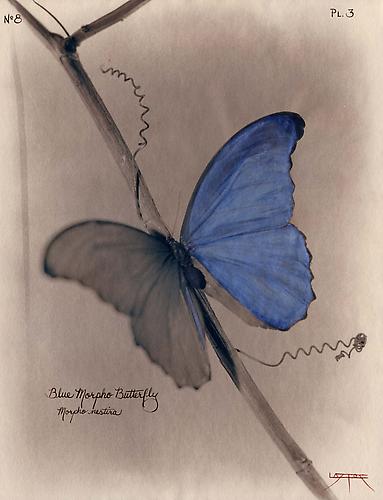 Blue Morpho Butterfly (after Heade)
2003
toned cyanotype with coloring