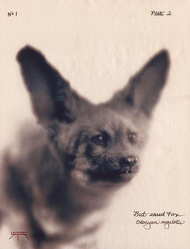 Bat-eared Fox
2003
toned cyanotype with hand coloring