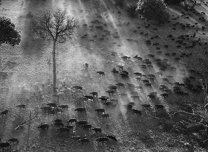 Okavange Delta, Botswana, Buffalo, Africa
2007
gelatin silver print
