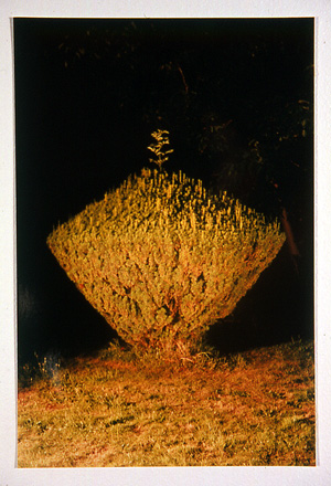 NIGHT YEW BUSH | YEW PORTRAITS | CIBACHROME PRINT | 8 X 12 INCHES | 2000