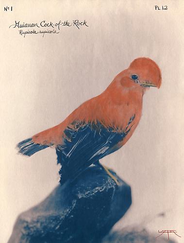 Guianan Cock-of-the-Rock
2003
toned cyanotype with hand coloring