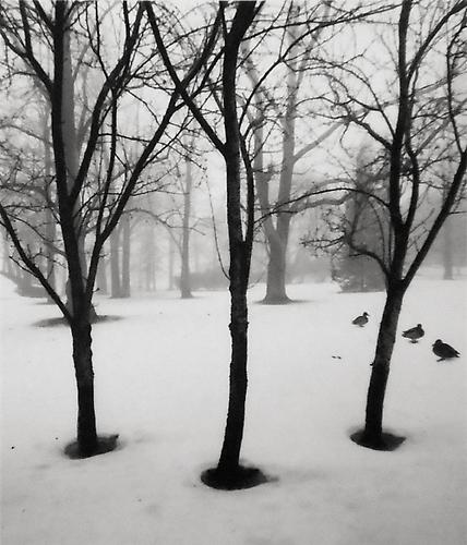 Helsinki, Finalnd [3 branches + 3 ducks]
1996
gelatin silver print