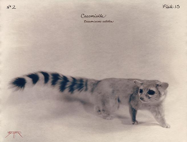 Cacomistle 
2002
toned cyanotype with hand coloring