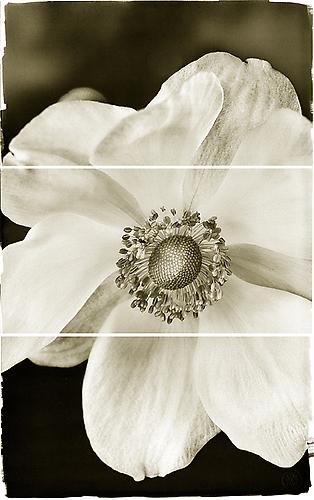 White Anemone
2011
Platinum Palladium