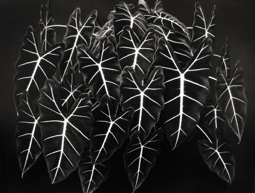 Alcocasia 'Green Velvet' Mill Valley, California
1983
gelatin silver print