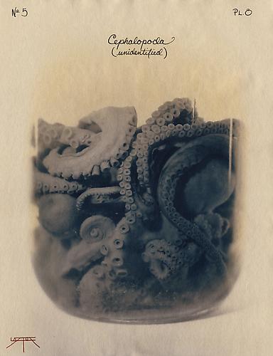 Cephalopoda 
2002
toned cyanotype with hand coloring