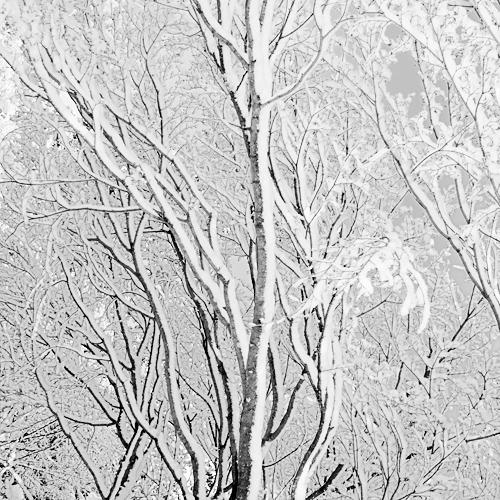 Snow Layers
2008
gelatin silver print