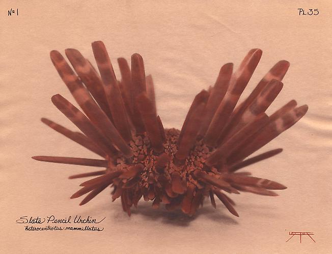Slate Pencil Urchin
2004
toned cyanotype with hand coloring