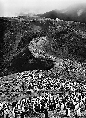 Chinstrap Penguins (Pygoscelis Antarctica), Deception Island, Antarctica
2005