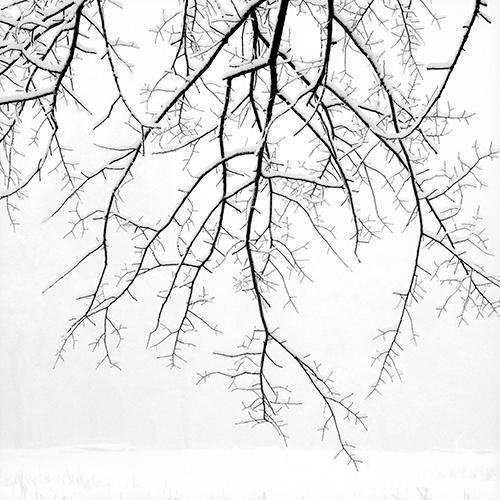 Hanging Branches with Snow
2005
gelatin silver print