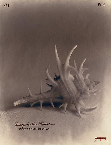Deer Antler Murex 
2002
toned cyanotype with hand coloring