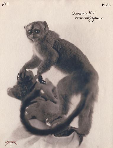 Douroucouli 
2003
toned cyanotype with hand coloring