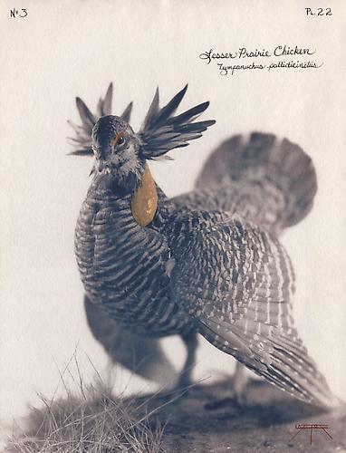 Lesser Prairie Chicken
2004
toned cyanotype with hand coloring