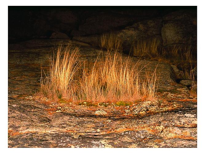 TUFT | LIGHTJET PRINTS, FUJI CRYSTAL ARCHIVE PAPER | 47 X 60 INCHES | 2005