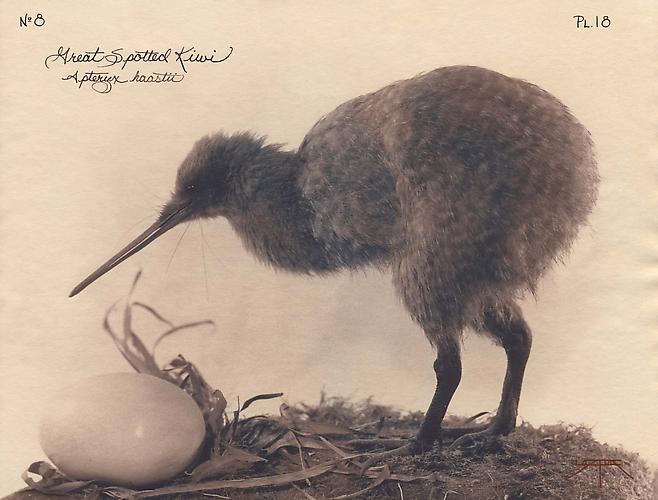 Great Spotted Kiwi
2003
toned cyanotype with hand coloring