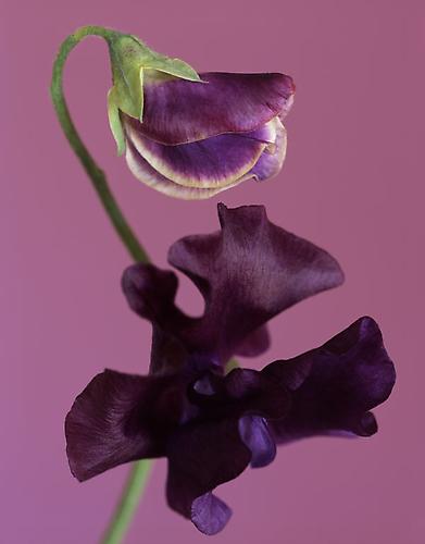Lathyrus odoratus "Black Knight"
2006
pigment print