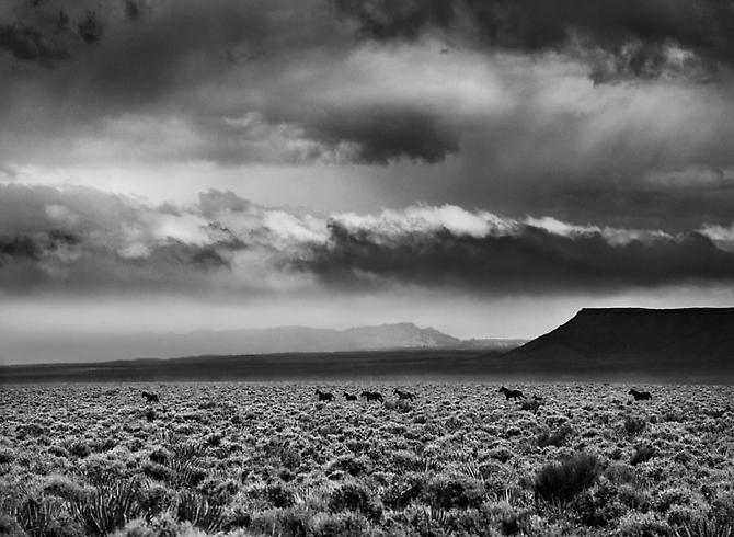Arizona, USA [horses]
2010
gelatin silver print