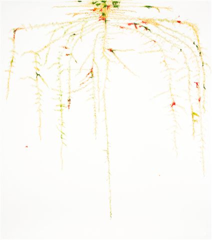 ROOT DRAWING 4 | MIXED MEDIA ON PAPER | 30 X 35 INCHES | 2010