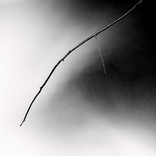 Branch and Stream
2002
gelatin silver print