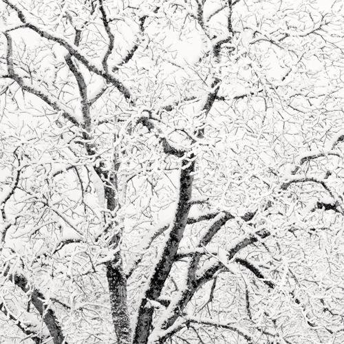 Winter Oak [detail]
2007
gelatin silver print