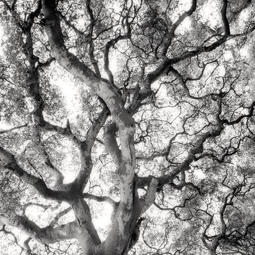 Live Oak
2007
gelatin silver print