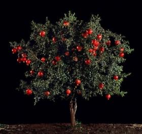 Light from the Middle East: New Photography
