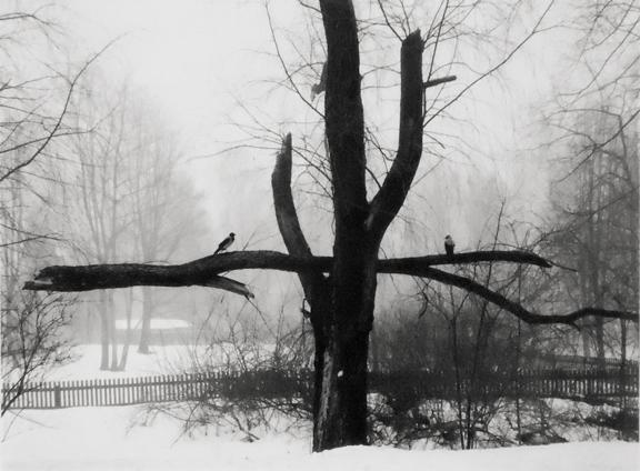 Helsinki, Finland [2 birds on branch]
2002
gelatin silver print