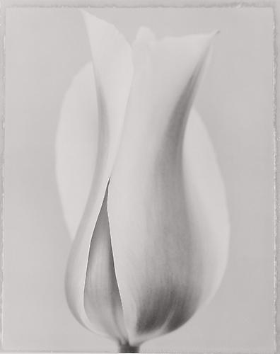 Tulipa 'Blushing Beauty II'
2000
gelatin silver print