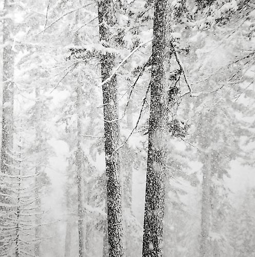 Two Trees and Falling Snow
2009
gelatin silver print