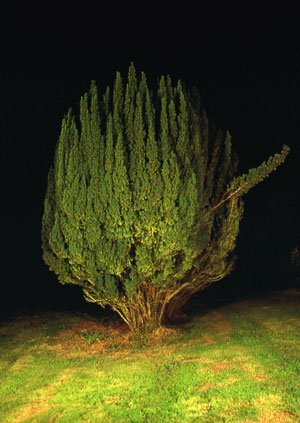 YEW 3 | YEW PORTRAITS | CIBACHROME PRINT | 8 X 12 INCHES | 2000