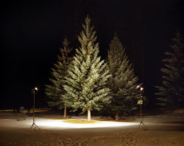 DOUGLAS FIR 1 | C-PRINT | 30 X 40 INCHES | 2002