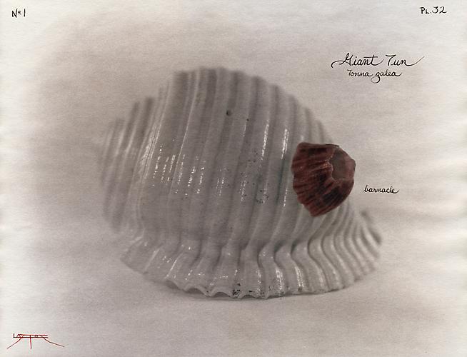 Giant Tun - Tonna Galea
2002
toned cyanotype with hand coloring