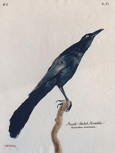 Great-Tailed Grackle
2003
toned cyanotype with hand coloring