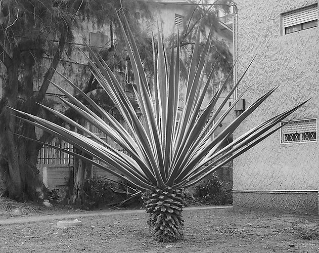  Hedera , 2012
Archival Pigment Print
37 x 47 inches
94 x 120 cm