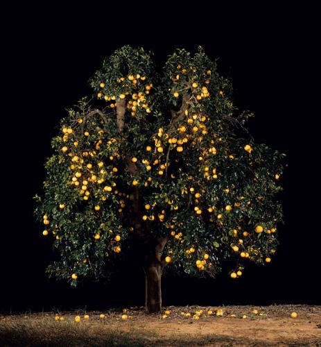  Eshkolit (Grapefruit) , 2011
C-Print
54 x 50.25 inches
Edition of 6