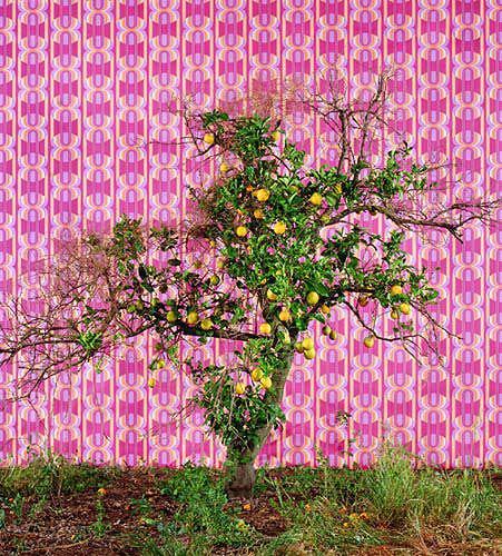  Untitled (from the series Awakening) , 2005
C-Print
48 x 44 inches (123 x 111 cm)
Edition of 6