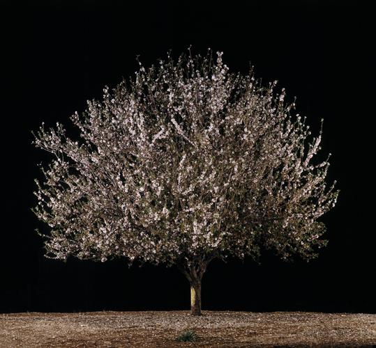  Shaked (Almond) , 2011
C-Print
37.5 x 40.25 inches, 26 x 27.5 inches, or 16.5 x 17.5 inches