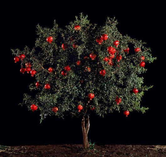  Rimon (Pomegranate) , 2010
C-Print
48.25 x 51 inches, 26 x 27.5 inches, or 16.5 x 17.5 inches