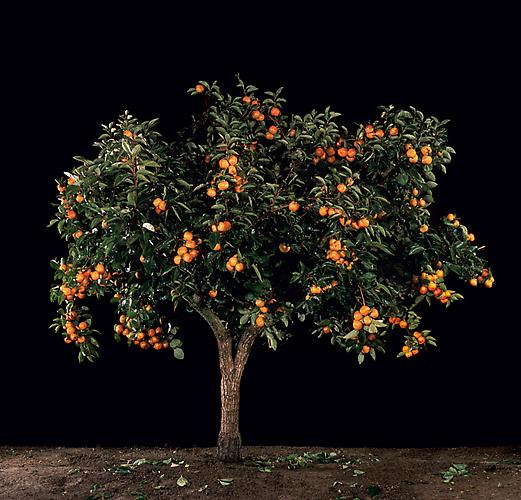  Afarsemon (Persimmon) , 2011
C-Print
48.25 x 51 inches, 26 x 27.5 inches, or 16.5 x 17.5 inches