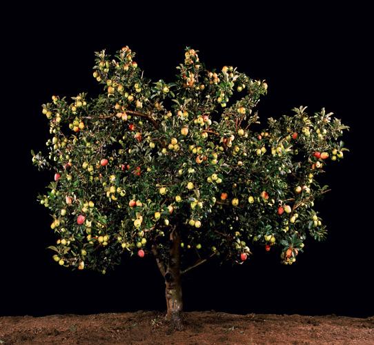  Tapuach (Apple) , 2011
C-Print
48.25 x 50 inches, 26 x 27.5 inches, or 16.5 x 17.5 inches